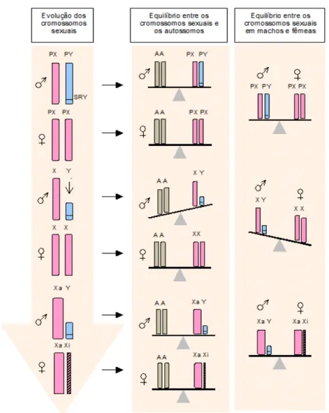 Figura 1: Hipótese de um possível mecanismo evolutivo para compensação de dose em  mamíferos