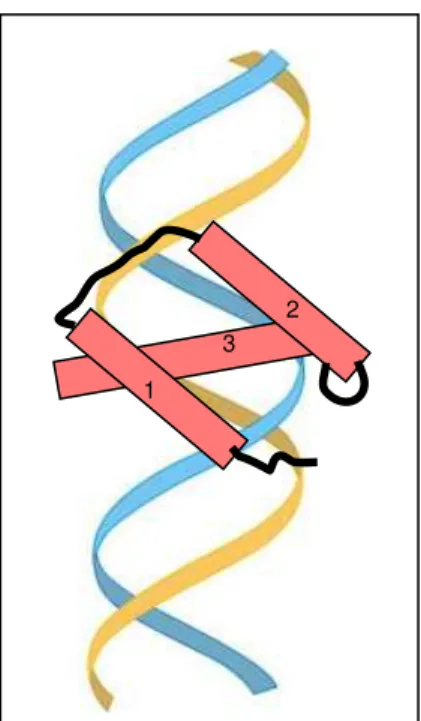 Figura 1. Vista esquemática do complexo homeodomínio-DNA. A dupla-fita de DNA é  representada em azul e amarelo