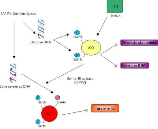 Figura 3. Ativação de p53 em resposta a danos ao DNA. Radiação ultra-violeta (UV),  radiação ionizante (RI) e quimioterápicos causam danos ao DNA, ativando vias de  sinalização que culminam na fosforilação da Ser15 e Ser20 de p53