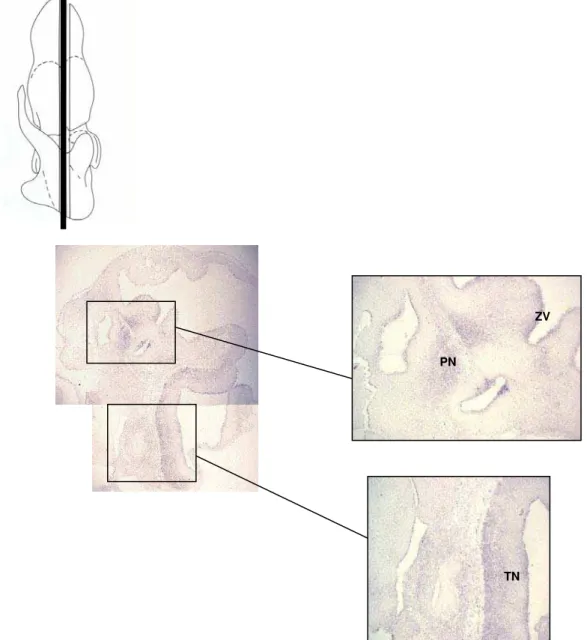 Figura 6: Expressão de Hipk2  em cortes sagitais de embriões de 11.5dpc. Acima,  representação esquemática do corte realizado (retirado de K AUFMAN , 1992)