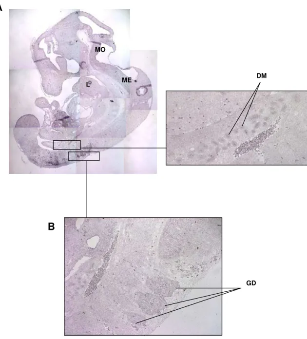 Figura 7: Expressão de Hipk2 em embriões de 12.5dpc. Em A, à esquerda, corte  parassagital de embrião de 12.5dpc, mostrando ampla expressão de Hipk2 (L: língua; MO: 