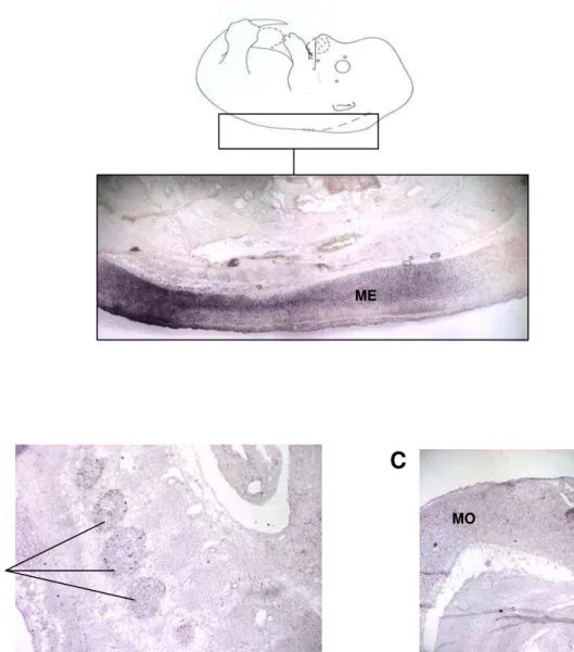 Figura 8: Expressão de Hipk2 em embriões de 13.5dpc. Em A, região dorsal do embrião  (ver representação acima, retirado de K AUFMAN , 1992) mostrando expressão do gene na  medula espinhal (ME)