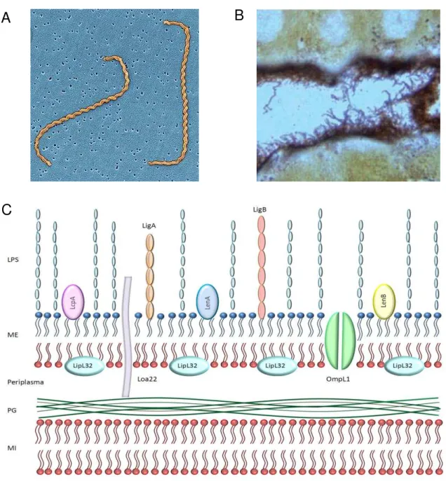 Figura 2. Imagens de leptospiras e representação esquemática da membrana da espiroqueta