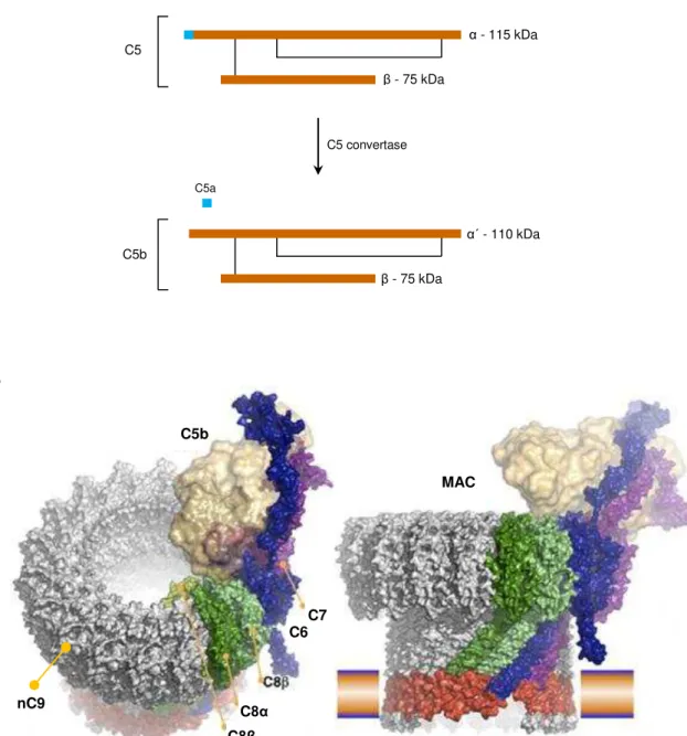 Figura 6. Representação esquemática da clivagem de C5 e formação do complexo de ataque à membrana