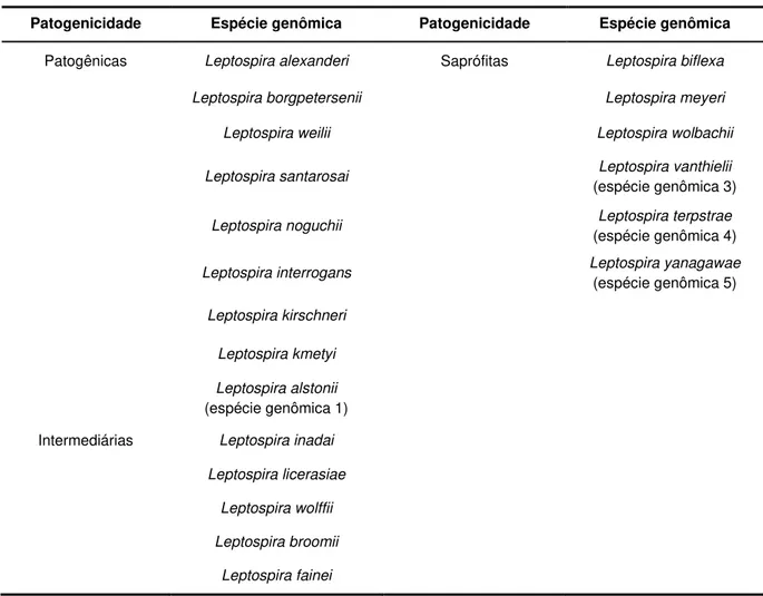 Tabela 1. Espécies de leptospira determinadas segundo a classificação genotípica. 