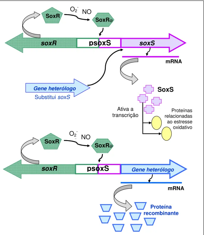 Figura 1. O regulon soxRS e a construção dos cassetes de expressão das proteínas recombinantes no vetor  pAEsox