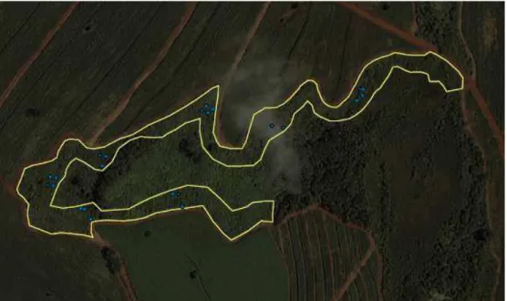 Figura 8 - Área restaurada com cinco anos na fazenda Água Quente (A_Q), Batatais, SP. O local de  estudo  está  delimitado  em  amarelo