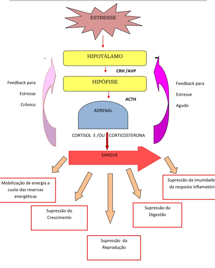 Figura 1- Esquema representativo do eixo hipotálamo-hipófise-adrenal e suas respostas frente ao estresse agudo  e crônico