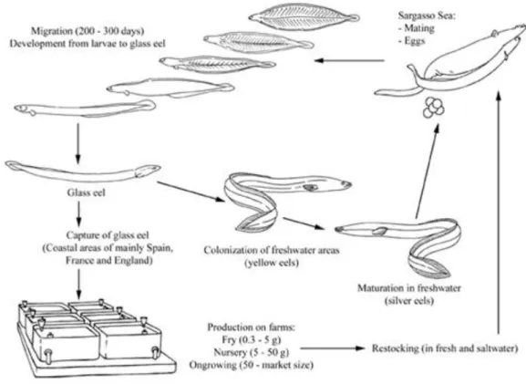Figura 8 – Ciclo de produção da enguia-europeia, Anguilla anguilla (Fonte: FAO, 2004) 