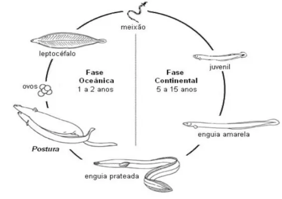 Figura 9 – Ciclo de vida da enguia-europeia, Anguilla anguilla. (Fonte: Domingos, 2010)