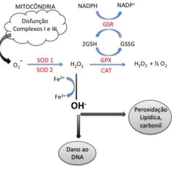 Figura 2. Representação esquemática da formação de espécies reativas de oxigênio via disfunção mitocondrial