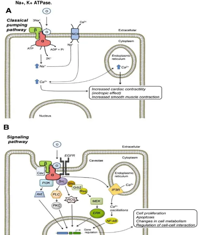 Figura 3 - Via clássica e via de sinalização intracelular iniciadas pela ligação da ouabaína com a  Na+, K+ ATPase.