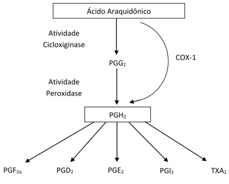 Figura 4 - Vias de produção de prostanoide através da enzima cicloxigenase 