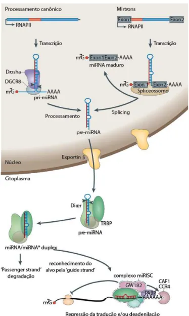 Figura 1. Biogênese dos miRNAs. As etapas da via canônica envolvem a transcrição de um miRNA  primário pela RNA polimerase II (RNAPII) e que é processado pela Drosha-DGCR8, gerando o  pre-miRNA