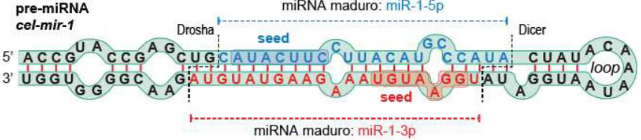 Figura 2. Região do pri-miRNA contendo o pre-miRNA. A figura ilustra a estrutura secundária em  formato  de  hairpin  do  pre-miRNA,  onde  estão  indicadas  as  regiões  maduras  e  seed,  e  sítios  de  processamento da Drosha e Dicer