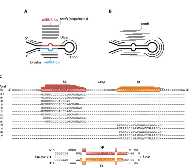 Figura  4.  Identificação  de  miRNAs.  A)  As  sequências  geradas  por  um  experimento  de  RNA-Seq  provenientes de miRNAs maduros devem apresentar um padrão característico de mapeamento, precisa  e abundantemente em uma das regiões maduras do precurso