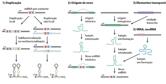 Figura 6. Principais mecanismos de surgimento de novos miRNAs. Exemplo 1: Duplicações de um  miRNA pre-existente, sejam em cópias locais (tandem) ou em diferentes regiões genômicas, seguida de  sub- ou neofuncionalização