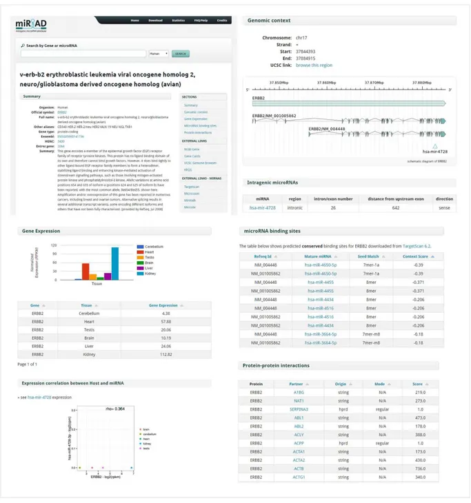 Figura 10. Sumário das principais informações apresentadas para o gene ERBB2 e seu miRNA  intragênico mir-4728