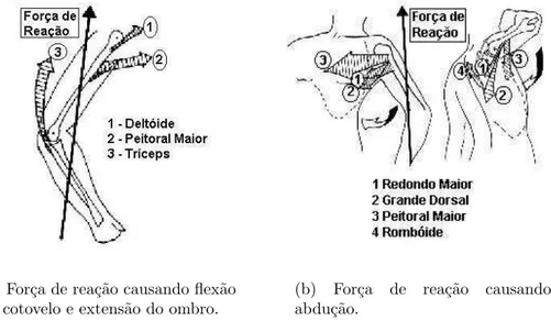 Figura 4.10: A¸c˜ao dos m´ usculos para compensar o efeito da for¸ca de rea¸c˜ao do andador (Opila, Nicol &amp; Paul 1987).
