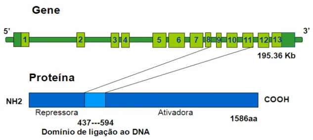 Figura 4 -   Modelo  esquemático  representativo da estrutura gênica e  proteica do GLI2 