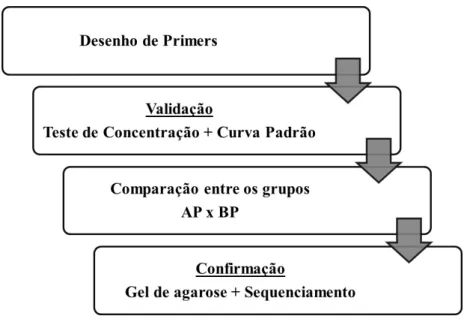 Figura 3- Fluxograma da quanficação de transcritos por qPCR 