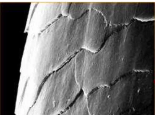 Figura 5.  Imagem de microscopia eletrônica de varredura de um fio de cabelo  –  Foco  na CUTÍCULA (TORRES et al., 2005) 