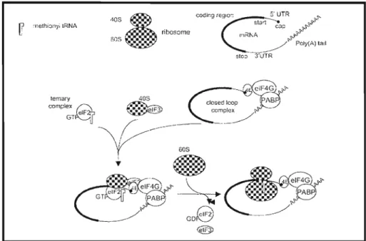 Figura 1: Processo de tradução de um mRNA em eucarioto. O esquema mostra os fatores de iniciação da tradução (eIFs) responsáveis desde a circularização da molécula do mensageiro, através de interações com as proteínas de ligação a 7-metilguanosina (CAP) e 