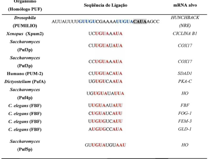 Tabela 1: Motivos de ligação reconhecidos por homólogos PUF de diferentes organismos. As seqüências em azul no transcrito HUNCHBACK indicam as regiões de reconhecimento da proteína PUMILIO de Drosophila