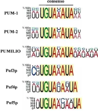 Figura 5: Seqüências consenso de ligação dos homólogos PUF de levedura (puf3p, Puf4p, Puf5p), Drosophila (PlJMll.,IO) e humano (pUM-l e PUM-2)
