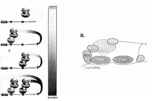 Figura 6: Mecanismo de atuação das proteínas PUF na regulação do mRNA. A) A regulação total do transcrito HO de levedura requer a presença dos homólogos Puf4p e PufSp (este, também chamado de MptSp)