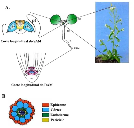 Figura 9: Desenvolvimento vegetal. A) Durante a embriogênese, as plantas estabelecem um corpo rudimentar possuindo cotilédones (cot), hipocótilo (hy) e raiz (rt)