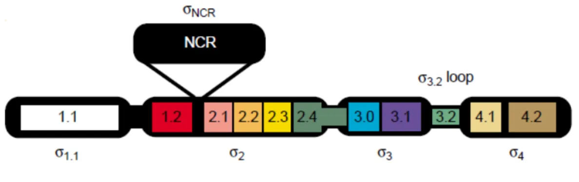 Figura  4 :  Arquitetura  da  sequência  primária  dos  fatores  σ.  A  região  1.1,  apresentada  em  branco,  é   a  menos  conservada