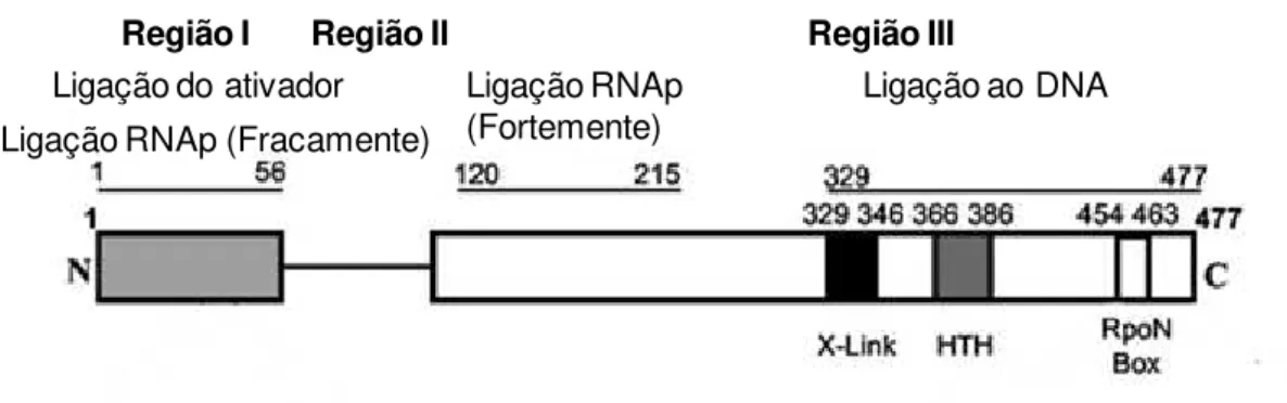 Figura 5:  Arquitetura  da  estrutura  primária  do fator  σ 54 . Os domínios e  os  motivos envolvidos  nas interações  com o DNA, núcleo da RNA polimerase e a proteína ativadora estão indicados na figura