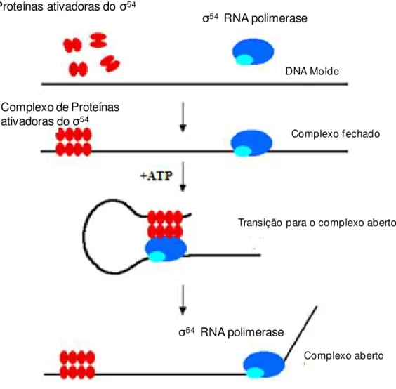 Figura 7: Esquema de formação do complexo aberto pela RNA polimerase contendo o fator   σ 54 