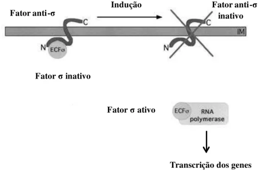 Figura 8: Mecanismo de regulação dos fatores σ ECF . Na ausência do sinal, o fator σ está ligado ao fator anti-σ  localizado  na  membrana  interna