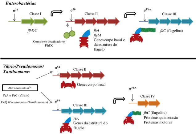 Figura  12:  Representação  esquemática  do  modelo  de  regulação  dos  genes  flagelares