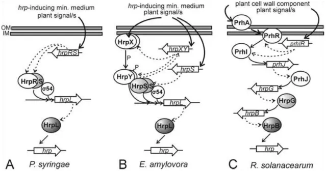 Figura 14: Modelo de regulação da cascata de ativação dos genes hrp. (A) Em P.syringae a expressão dos genes  hrp depende do fator σ HrpL que por sua vez depende dos produtos do operon  hrpRS