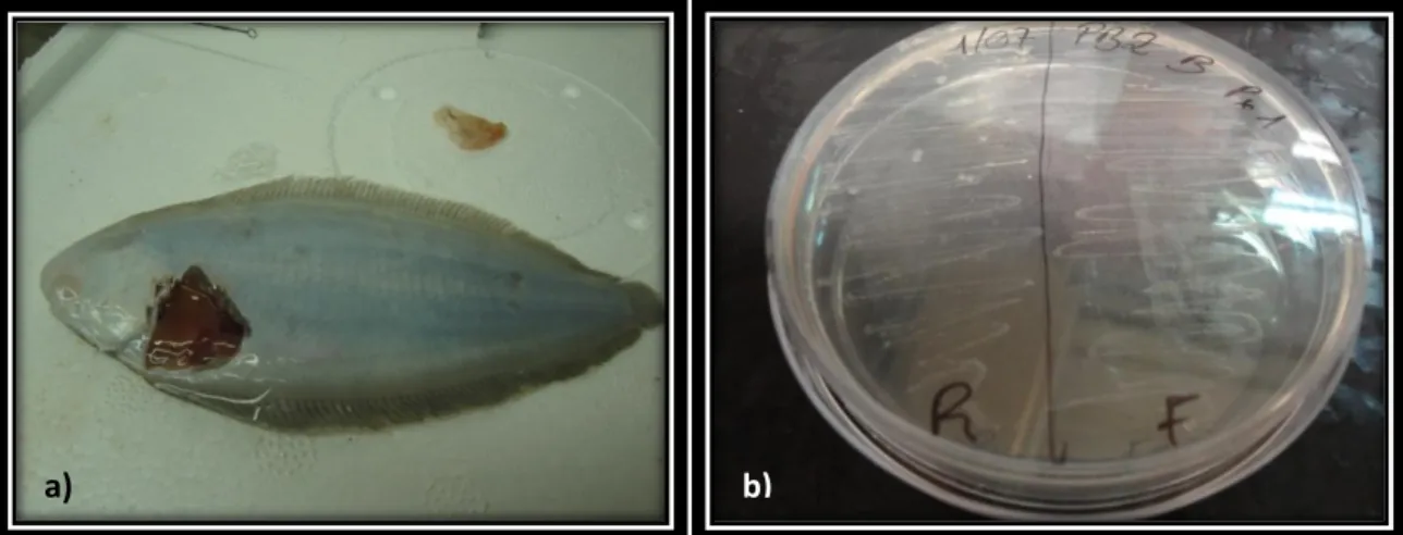 Figura 6 – a) Solea senegalensis dissecado para realização da análise microbiológica dos órgãos; b) Placa  de TSA com inóculo das bactérias isoladas dos órgãos de linguado senegalês