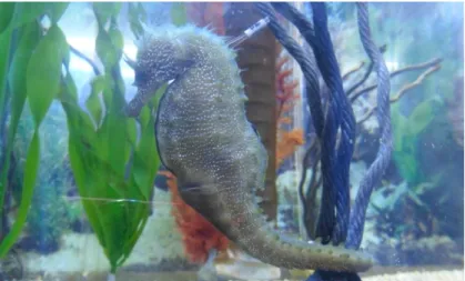 Figura  1-4:  Hippocampus  guttulatus,  exemplar  macho  no  aquário  do  laboratório  do  Proyecto  Hippocampus
