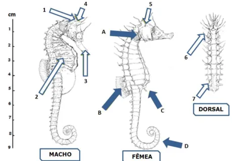 Figura  1-5:  Representação esquemática  de  indivíduos  da  espécie Hippocampus  guttulatus,  um  macho e uma fêmea e a vista dorsal