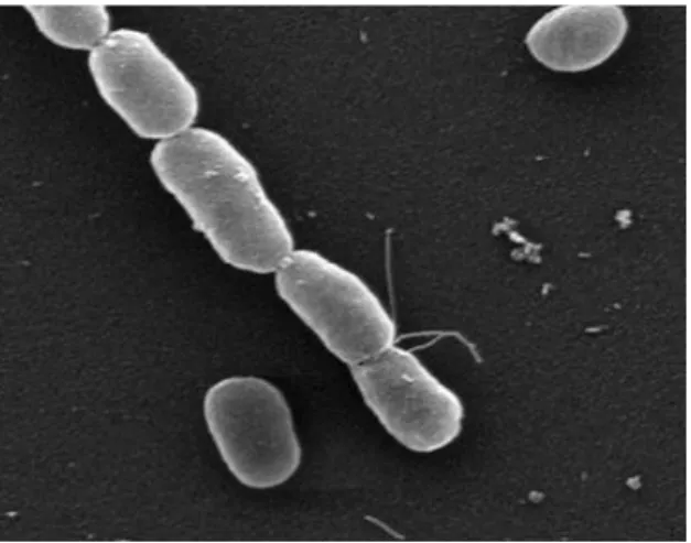 Figura  1.5.1 –  Forma  celular  da estirpe  DI-21  de Photobacterium  damselae  subsp