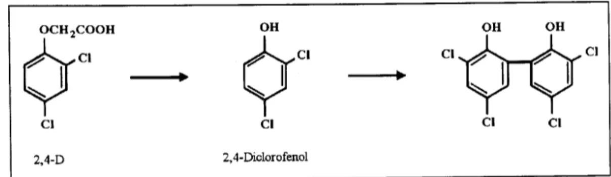Figura 2.13: Polimeriza'tao do produto de degrada'tao do 2,4-D, 2,4-diclorofenol catalisada pela enzima lacase do fungo R h i z o c t o n i a p r a t i c o l a