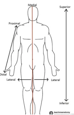 Figura 7 - Termos técnicos de anatomia [19] 