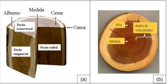 Figura 1-  Organização da estrutura de um tronco de madeira: corte de um tronco, mostrando  (a) o cerne, o alburno e a medula; (b) anéis de crescimento, nós e medula