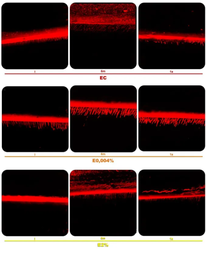 Figura 24 - Imagens, em microscopia confocal de varredura a laser, representativas da análise das  interfaces adesivas das superfícies seccionadas das metades vestibular e lingual do espécime, de  cada grupo, hibridizado pelo sistema adesivo marcado com ro