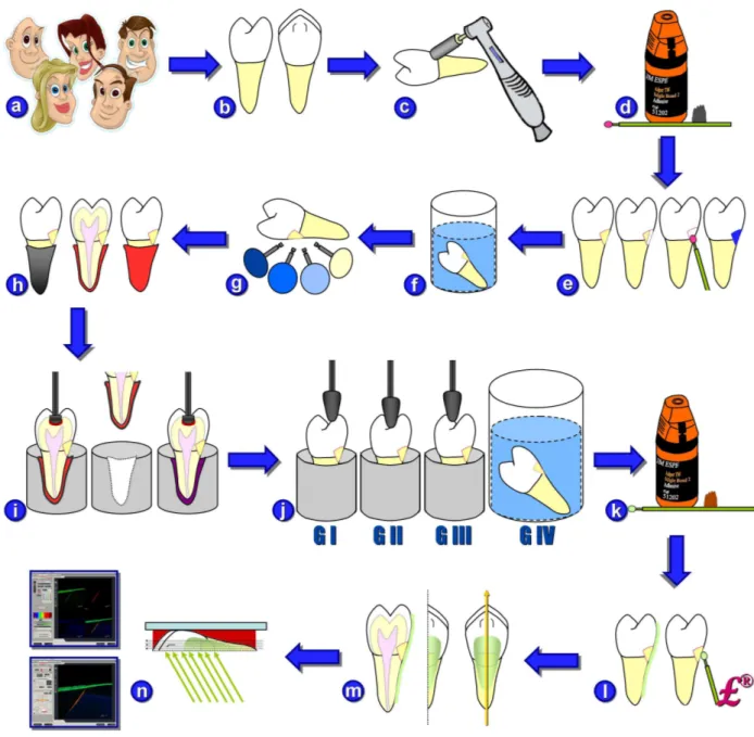 Figura  1  –  Delineamento  experimental:  a-  obtenção  dos  dentes  pré-molares  humanos,  unirradiculares, superiores e hígidos; b- avaliação das dimensões dentárias e seleção dos espécimes  pertinentes;  c-  preparo  cavitário  em  forma  de  cunha  (p