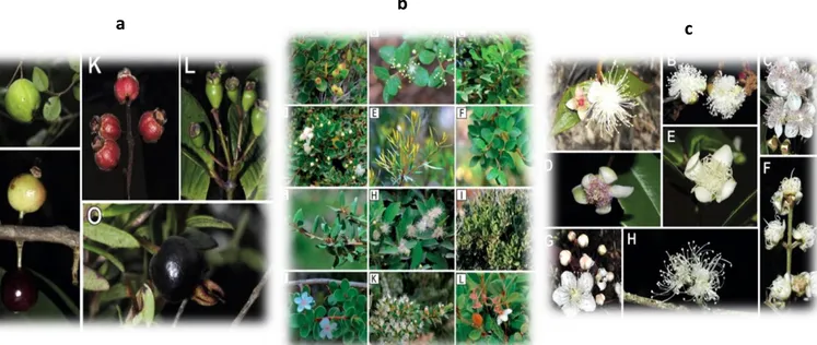 Figura 1 – Biodiversidade de Myrtaceae pelo seu característico fruto de tom azul-escuro (a), as suas características folhas  (b) e a sua característica flôr branca (c) (Retamales &amp; Scharaschkin, 2015) &amp; (Vasconcelos, et al., 2017)