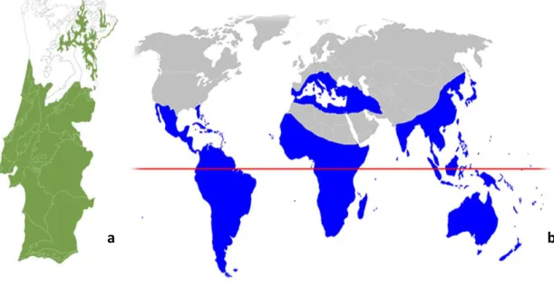 Figura 3 – Distribuição da espécie Myrtus spp. marcada a verde em Portugal (a) e a azul no Mundo (b)  (Heywood, 1996) 