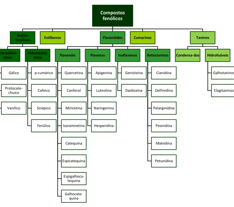 Figura 8 – Classificação conforme as classes e subclasses dos compostos fenólicos, adaptado de Fraga (2009)