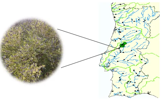 Figura 10 – Mapa de Portugal Continental onde se encontra assinalado o local (Agroal) de recolha das  amostras sob estudo – Primeiro momento de colheita de amostra (Mapas de Portugal, 2019) 